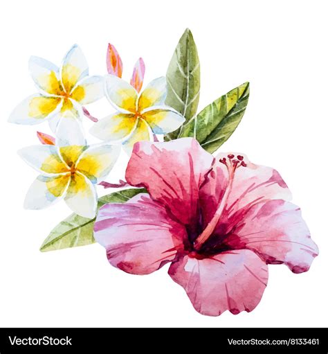 Watercolor hibiscus flower Royalty Free Vector Image