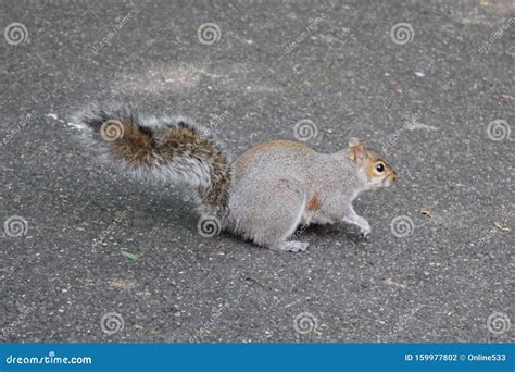 Squirrel running away stock photo. Image of stunning - 159977802