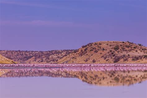 Kenya Landscapes Photographers :: Lake Magadi Flamingos Home