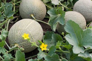 7 Muskmelon Types in India | Best Muskmelon Varieties • India Gardening