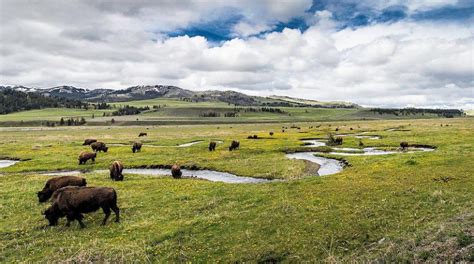 Wildlife Viewing - Yellowstone Wildlife