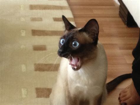 Terrified Cat Face