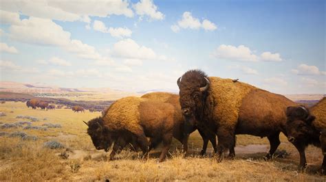 The Slaughter of the Bison and Reversal of Fortunes on the Great Plains | Center for Indian ...