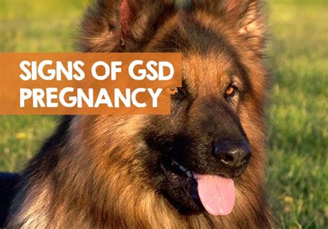 How Do I Know If My German Shepherd is Pregnant? + Signs