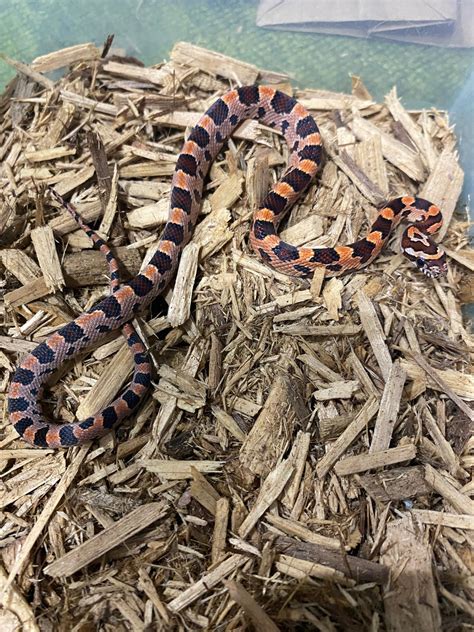 Okeetee Corn Snake by Pet Paradise - MorphMarket