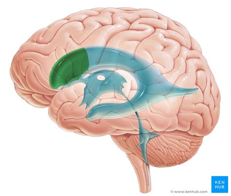 Choroid plexus: Anatomy, histology and clinical aspects | Kenhub