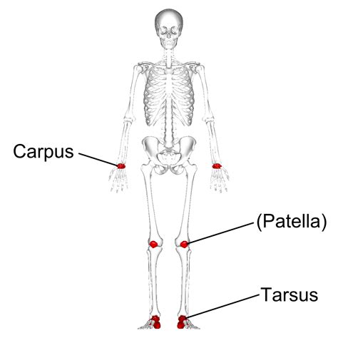 File:Short bones - anterior view - with legend.png - Wikimedia Commons