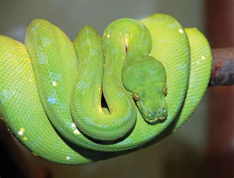 Python | Snake, Characteristics, Habitats, & Facts | Britannica