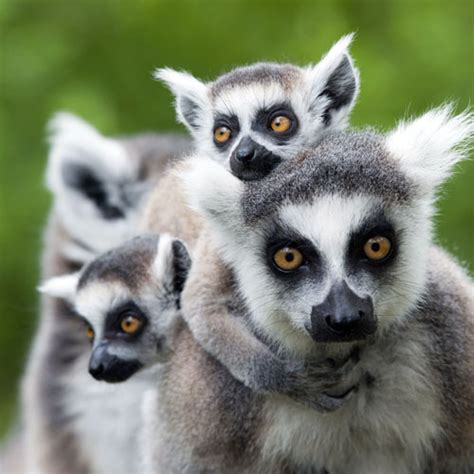 Ring-Tailed Lemur - Fresno Chaffee Zoo