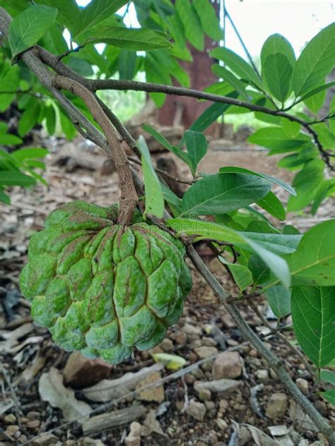 Custard Apple Tree with Fruit. Stock Image - Image of bodycoconut, heathy: 194775833