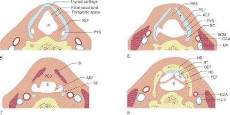 Larynx: Introduction, Normal Anatomy, and Function | Radiology Key