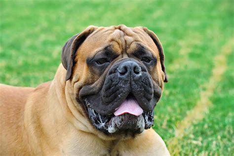 English Mastiff Dog Price In India | Appearance and Characteristics