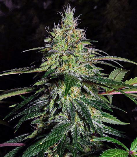 Blue Gelato 41 | Strain Information | Seeds For Sale | Reviews - Herbies