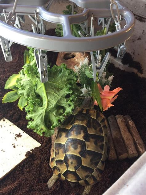 Hottest Pictures turtles pet habitats Strategies Little ones have a very normal curiosity about ...