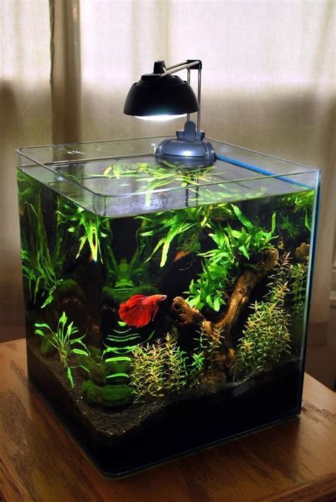 5 Gallon Betta Fish Aquarium | Aquarium fische, Aquarienfische, Kleines ...