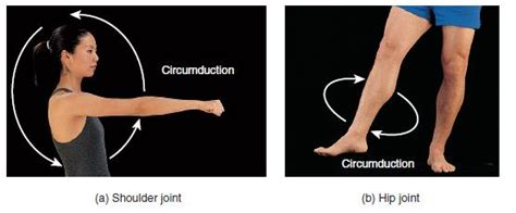 Physical Therapy Exercises: Exercise circumduction