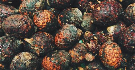 Free stock photo of dragon blood, fruits, jernang