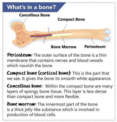 Bone Up On Bone Health! - Prime Magazine