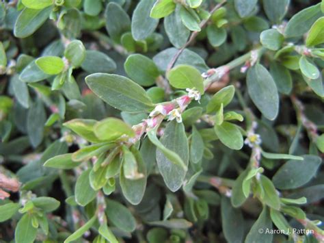 Prostrate Knotweed | Purdue University Turfgrass Science at Purdue University