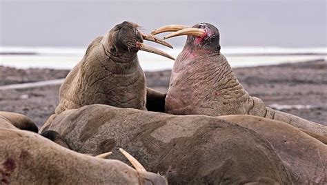 The Coastal Paleontologist, atlantic edition: The evolutionary history ...