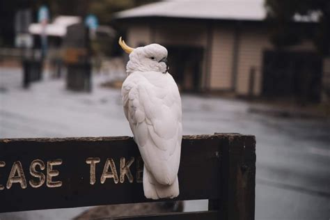 Smartest Birds: 17 Most Intelligent Birds (With Pictures)