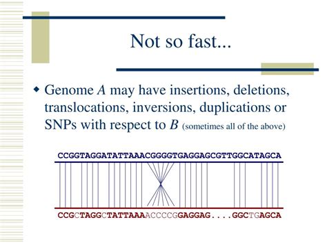 PPT - Whole Genome Alignment PowerPoint Presentation, free download - ID:4652051