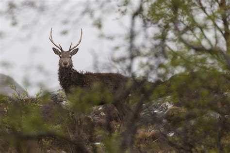 Free Images : nature, branch, wildlife, mammal, fauna, scotland, woodland, antlers, buck ...