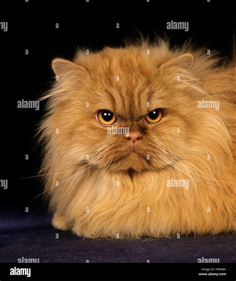 Red persian cat hi-res stock photography and images - Alamy