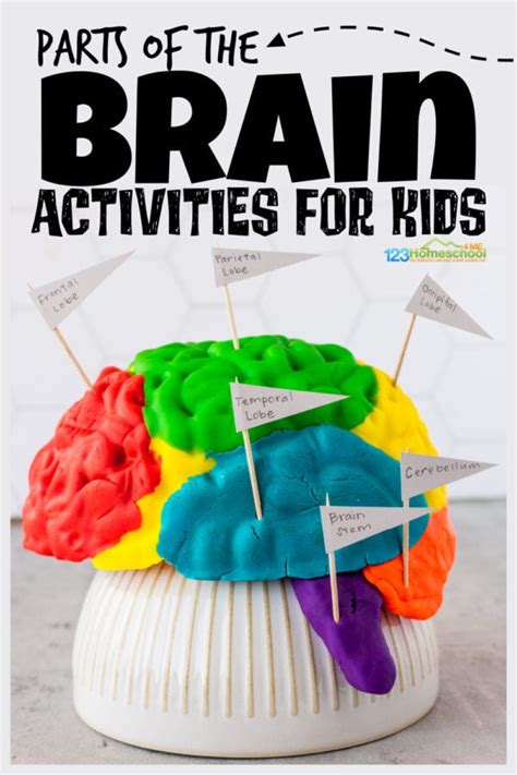 Parts of the Brain Activity for Kids, Brain Diagram, and Worksheets for Kids