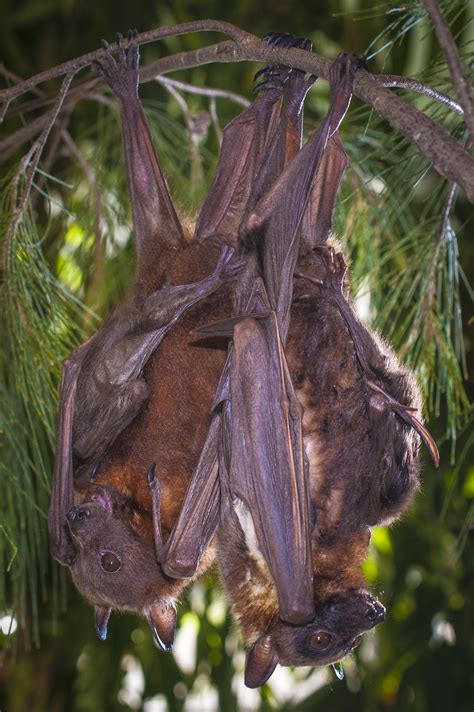 Who’s who, Bangu: how to tell the difference between Flying-fox Bats ...