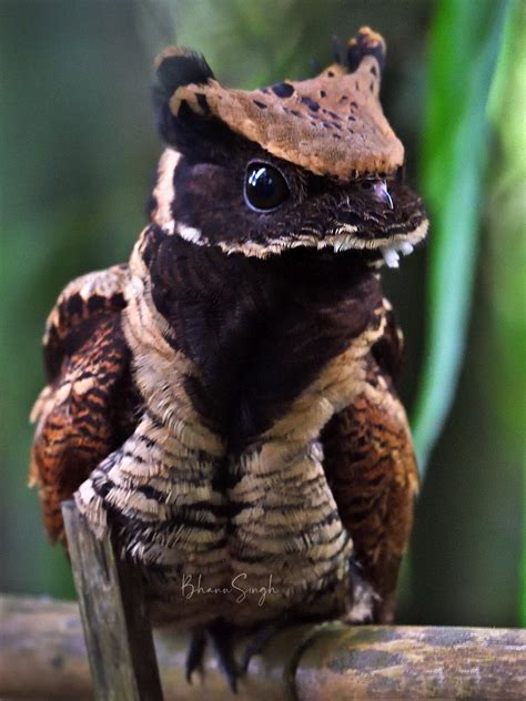 The great eared Nightjar is basically a dragon bird! : r/aww