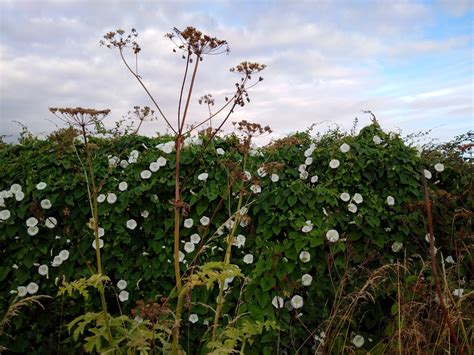 justthoughtsnstuff: cycling early, boiled blackcurrants, pernicious bindweed?, exeter summer ...