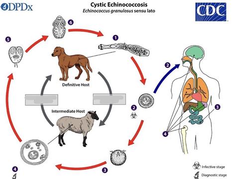 Echinococcus granulosus Life Cycle Diagram | Quizlet