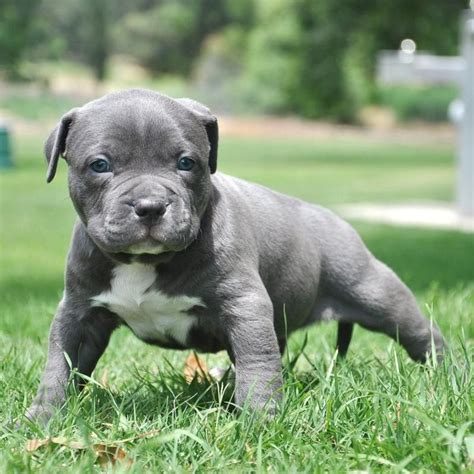 5 Popular Different Types of Pitbulls Breeds with Pictures | Pit bull ...