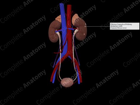 Fibrous Capsule of Kidney (Anterior; Left) | Complete Anatomy