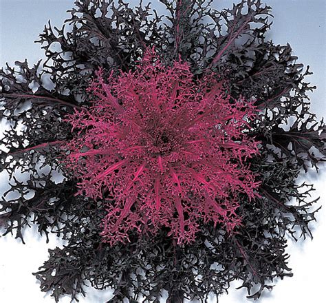 Peacock Red Kale (Ornamental) | Natorp's Online Plant Store