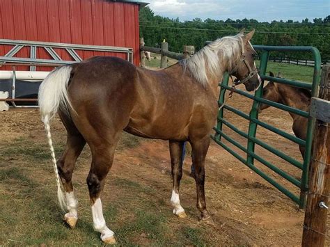 The Palomino Horse Breeds: History, Origin & Cost (2020)