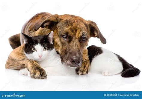 Mixed Breed Dog And Cat Lying Together. On White Backgr Stock Photo - Image: 53024850