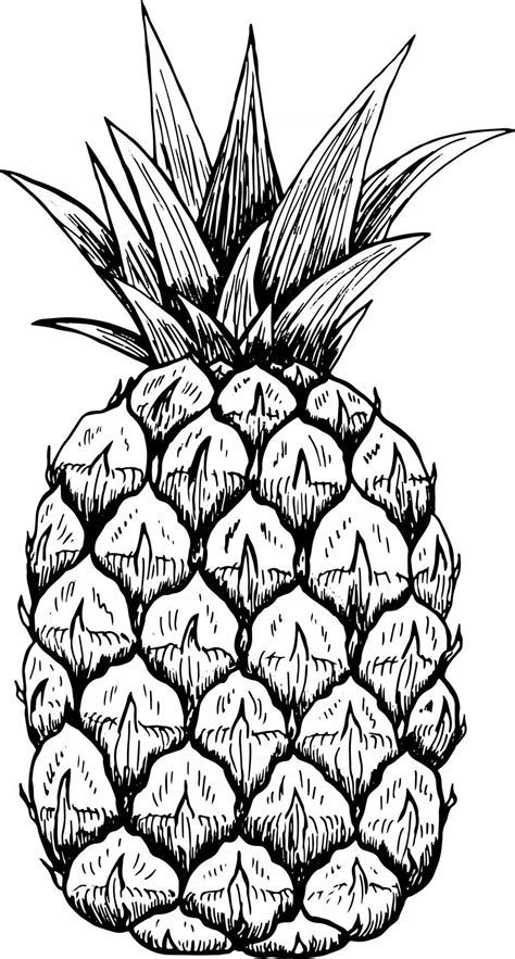 Sketch of a pineapple. Isolated hand-drawn pineapple. Tropical fruit ...