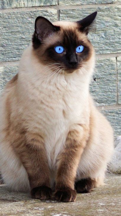 AppleHead Siamese Cat - 15 Fascinating Facts About Traditional Siamese ...