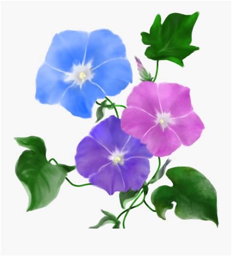 #morning Glory #flower , Free Transparent Clipart - ClipartKey