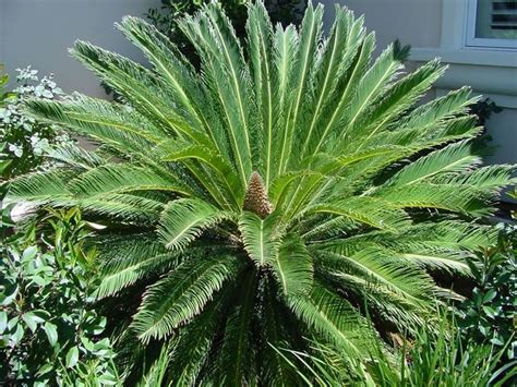 Palma nana - Cycas revoluta - Cycas revoluta - Piante da Giardino - Palma nana - C… | Piante da ...