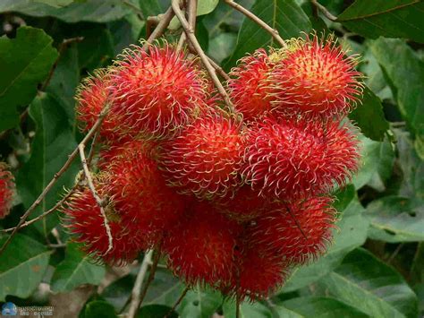 Download Ripe Fruit Of Pulasan Tree Wallpaper | Wallpapers.com