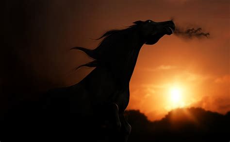 Horse Silhouette Wallpapers - Wallpaper Cave