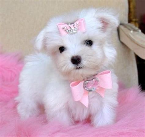 free havanese puppies for adoption | Teacup Maltese Puppy for Free adoption. Picture | Brain ...