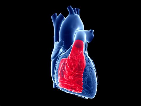 Right Ventricle Anatomy, Function, and Dysfunction