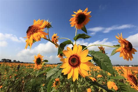 Sunflower / Helianthus / 向日葵(ひまわり) | Akeno Sunflower Festiva… | Flickr