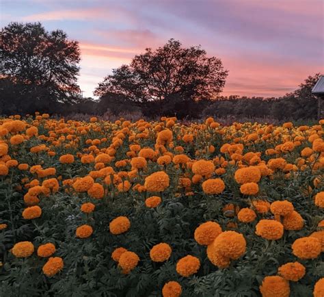 Why Marigold Is Star of Day of the Dead, Diwali and U.S