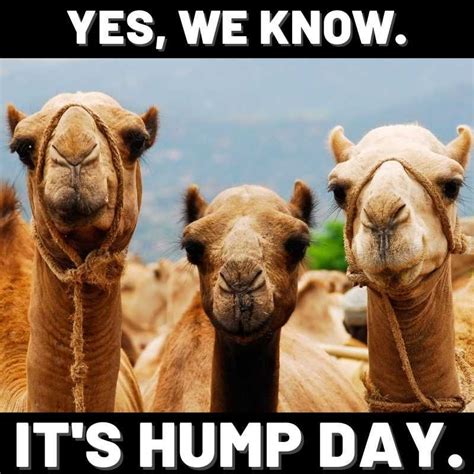 30 Hump Day Memes To Help You Laugh Thru Wednesday