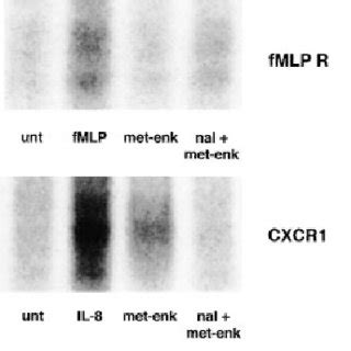 Phosphorylation of chemoattractant receptors in response to native ...